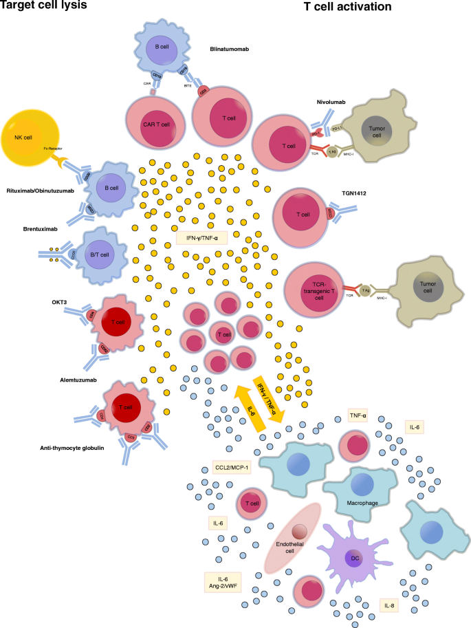 Cytokine Release Syndrome Journal For Immunotherapy Of Cancer Full Text