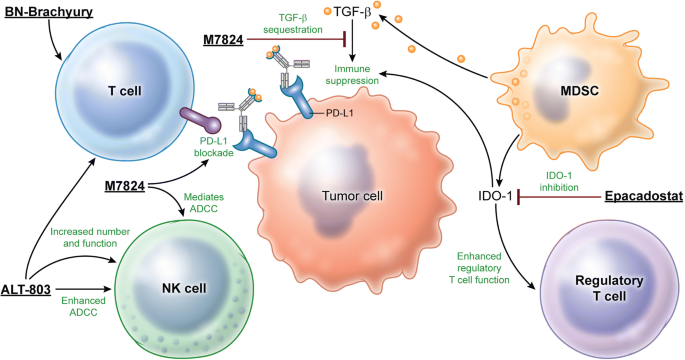 immunotherapy prostate cancer clinical trials)