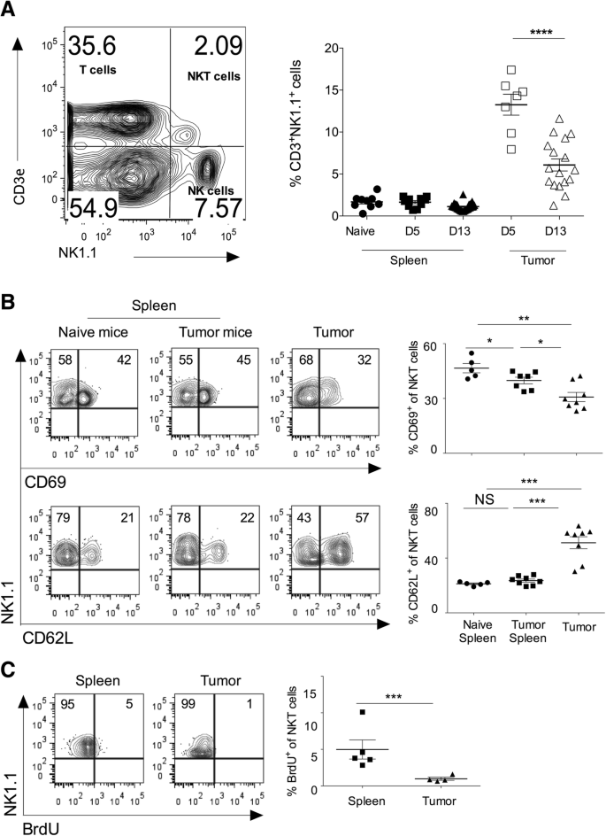 Natural killer T cell activation increases iNOS+CD206- M1 macrophage and  controls the growth of solid tumor | Journal for ImmunoTherapy of Cancer |  Full Text