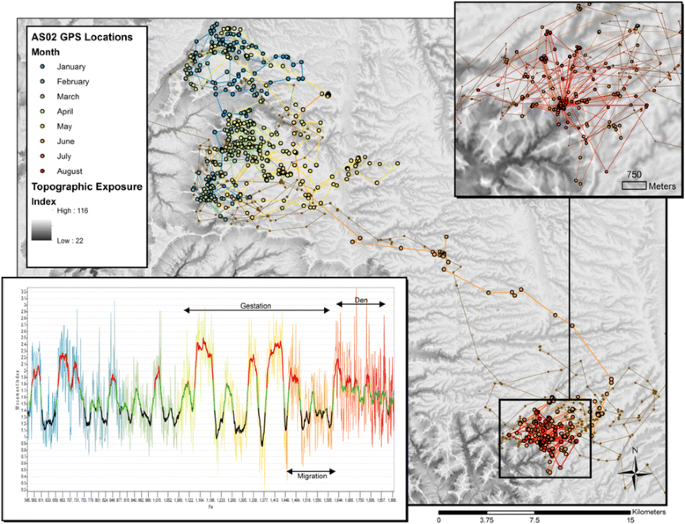 Quantifying Animal Movement For Caching Foragers The Path Identification Index Pii And Cougars Puma Concolor Movement Ecology Full Text