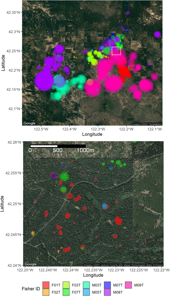 Declining Den Sites: Finding Cavities Fit for a Fisher - Habitat