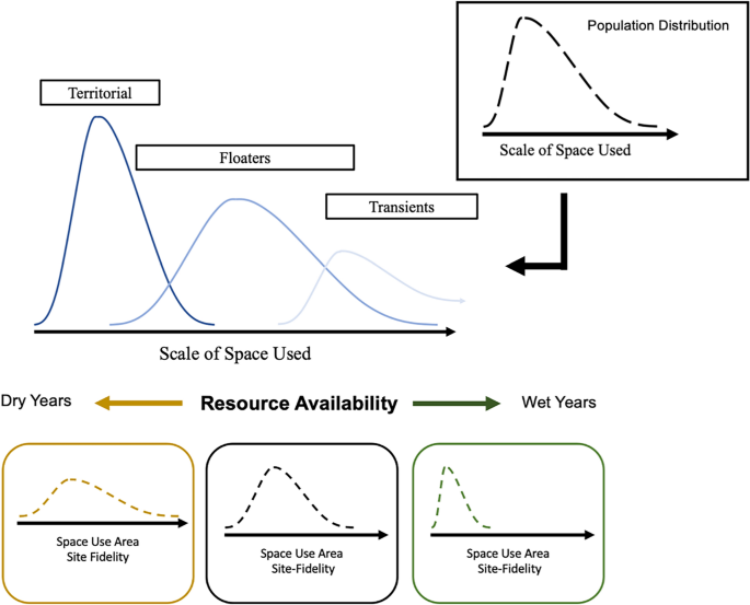 Hidden space use behaviors of a nonbreeding migratory bird: the 