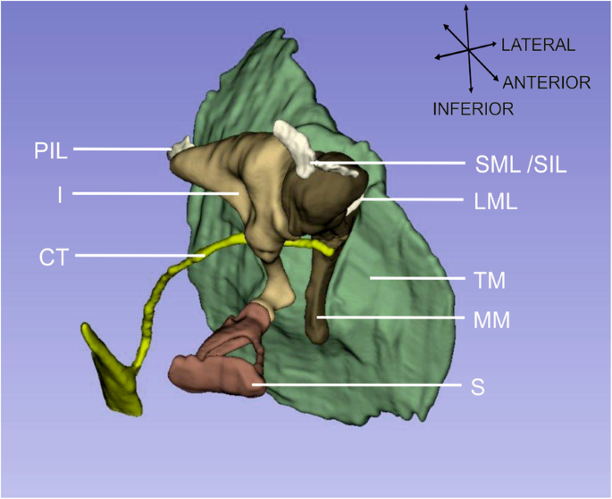 Characterization of Stapes Anatomy: Investigation of Human and