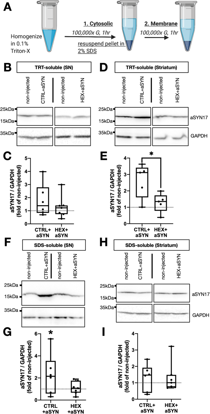 Upregulating B Hexosaminidase Activity In Rodents Prevents A Synuclein Lipid Associations And Protects Dopaminergic Neurons From A Synuclein Mediated Neurotoxicity Acta Neuropathologica Communications Full Text