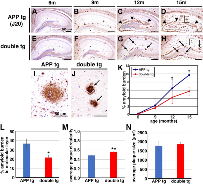 Collagenous Alzheimer Amyloid Plaque Component Impacts On The Compaction Of Amyloid B Plaques Acta Neuropathologica Communications Full Text