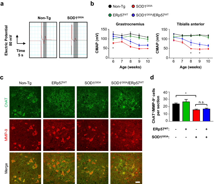 Protein Disulfide Isomerase Erp57 Protects Early Muscle Denervation In Experimental Als Acta Neuropathologica Communications Full Text