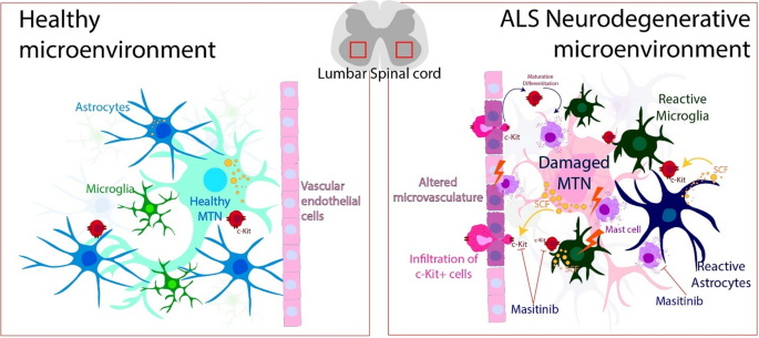 Immune Cell Therapy Shows Promise in Lab Models of ALS with Positive Results