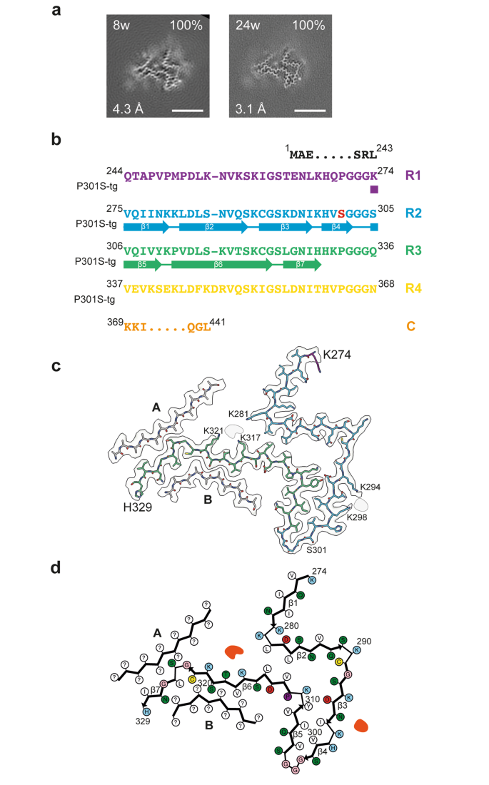 Assembly of recombinant tau into filaments identical to those of