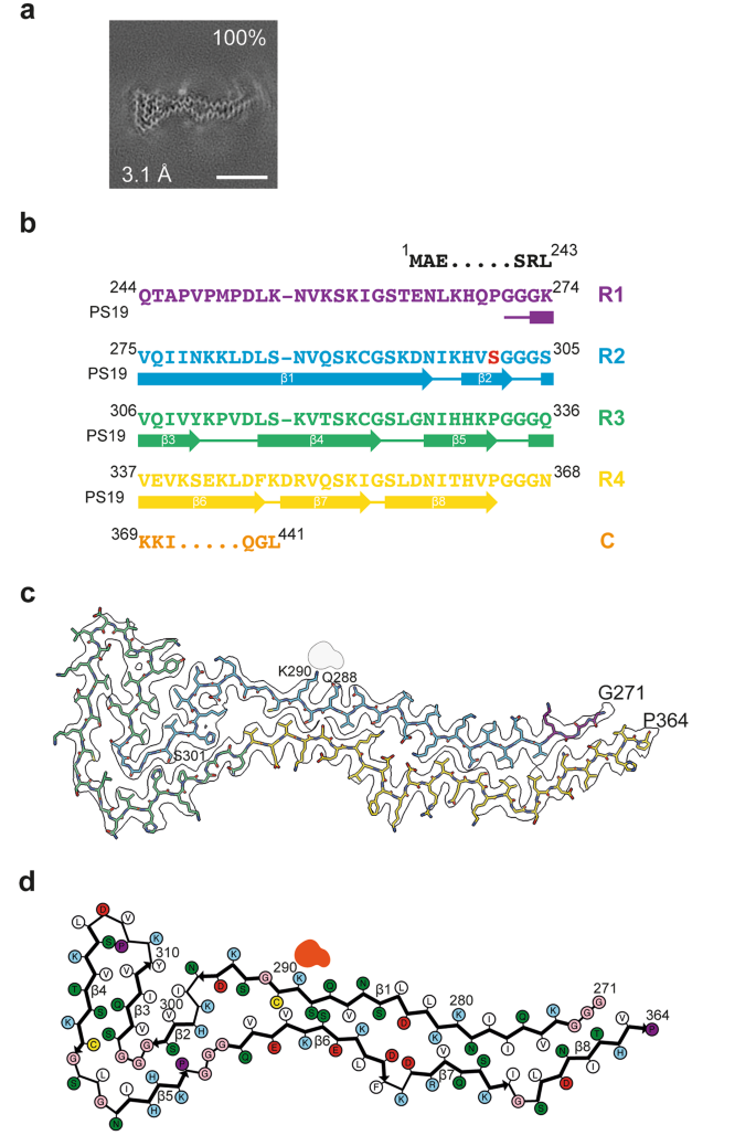 Assembly of recombinant tau into filaments identical to those of