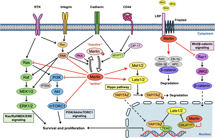 Current molecular understanding of central nervous system ...