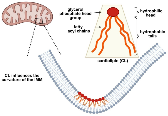 bpc-157 effects on mitochondria What Is BPC-157? A Medical Clinic's Guide to the Body Protective Peptide,  Its Uses, and What It Actually Does main image 0
