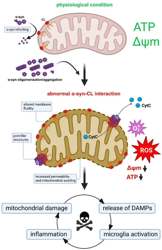 bpc-157 effects on mitochondria Cardiolipin and mitochondrial membrane integrity in neurodegeneration:  insights from α-synuclein-driven Parkinson's disease | Acta  Neuropathologica Communications
