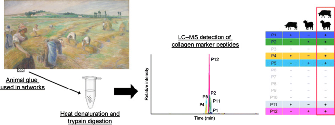 A novel LC–MS method using collagen marker peptides for species  identification of glue applicable to samples with multiple animal origins |  Heritage Science | Full Text