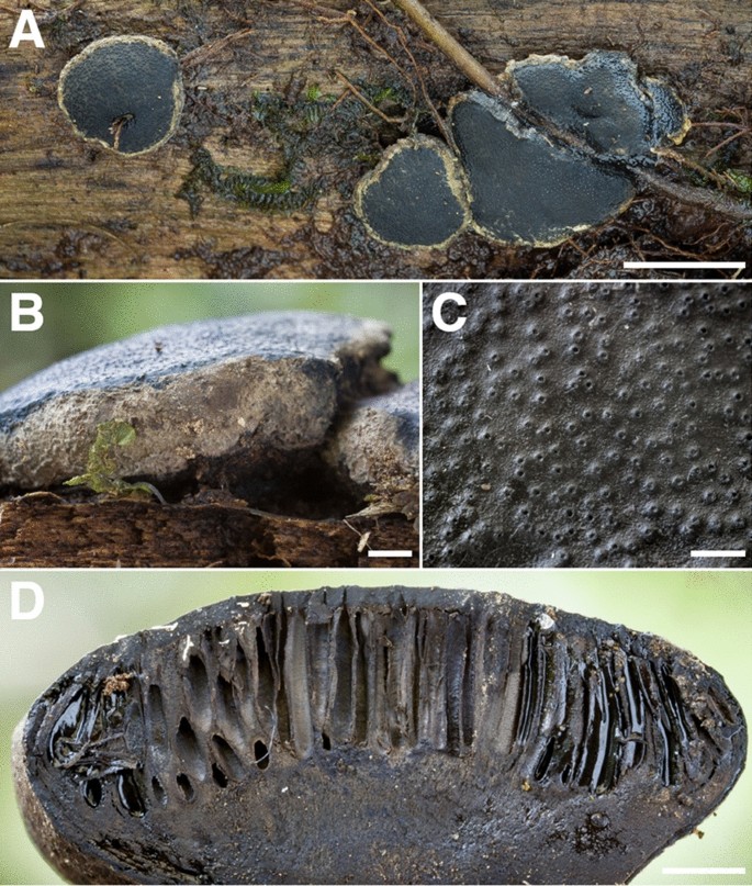 figure 15