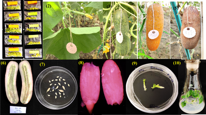 An efficient and easy-to-use protocol for induction of haploids in 