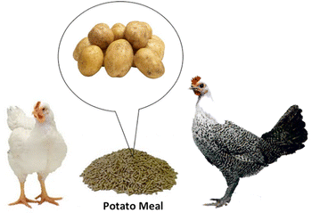 Use of potato as carbohydrate source in poultry ration | Chemical and  Biological Technologies in Agriculture | Full Text