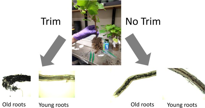The effect of root pruning on the arbuscular symbiosis in grapevine rootstocks | Chemical and Biological Technologies in | Full Text