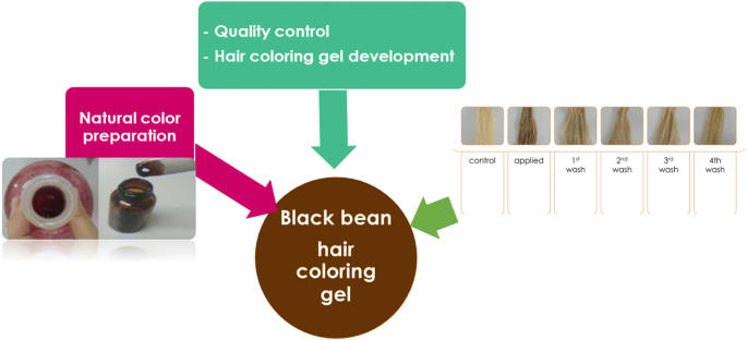 Alternative Application Approach On Black Bean Hair Coloring Product Chemical And Biological Technologies In Agriculture Full Text
