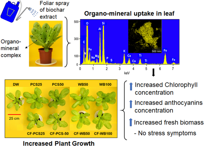 hinanden Afvist bemærkede ikke Fertilizing behavior of extract of organomineral-activated biochar:  low-dose foliar application for promoting lettuce growth | Chemical and  Biological Technologies in Agriculture | Full Text