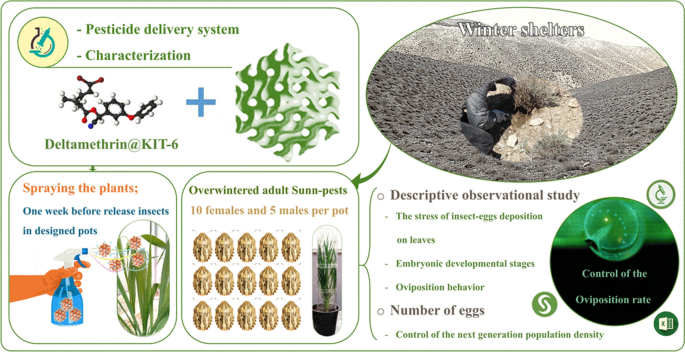oviposition 