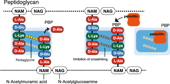 Molecular Diversity Of Extended Spectrum B Lactamases And Carbapenemases And Antimicrobial Resistance Journal Of Intensive Care Full Text