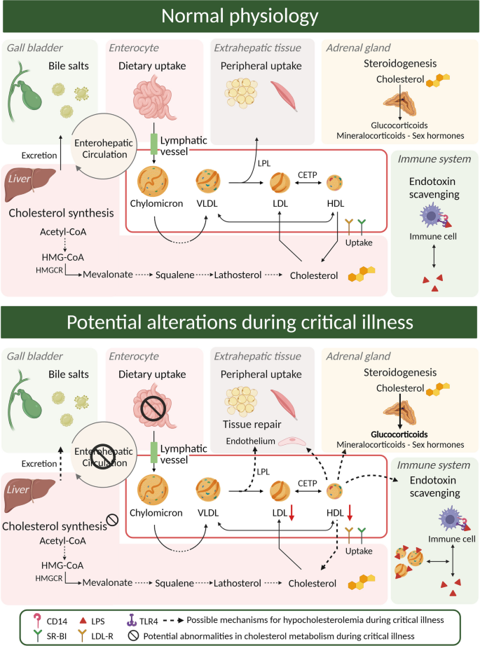 PDF) Statins, Fibrates and Myopathy: Pathophysiological Mechanism, Risk  Factors and Laboratory Markers