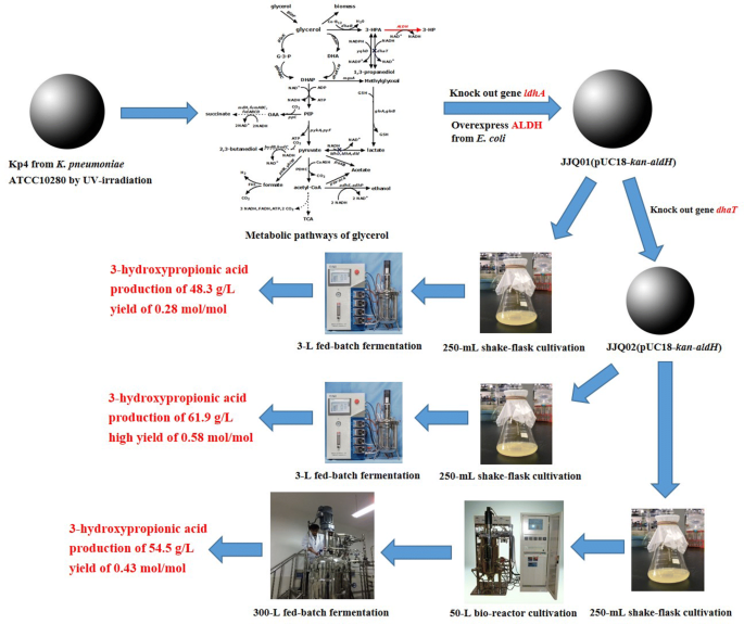 Efficient 3 Hydroxypropionic Acid Production From Glycerol By Metabolically Engineered Klebsiella Pneumoniae Bioresources And Bioprocessing Full Text