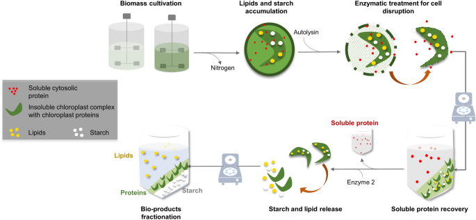 Aqueous enzymatic protein and lipid release from the microalgae  Chlamydomonas reinhardtii | Bioresources and Bioprocessing | Full Text