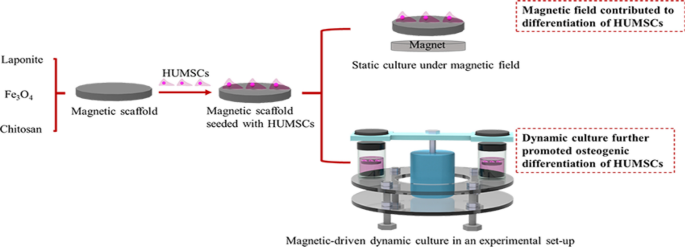 Magnetic-driven dynamic culture promotes osteogenesis of mesenchymal stem  cell | Bioresources and Bioprocessing | Full Text