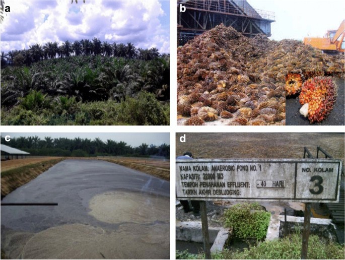 Integrated Algal And Oil Palm Biorefinery As A Model System For Bioenergy Co Generation With Bioproducts And Biopharmaceuticals Bioresources And Bioprocessing Full Text