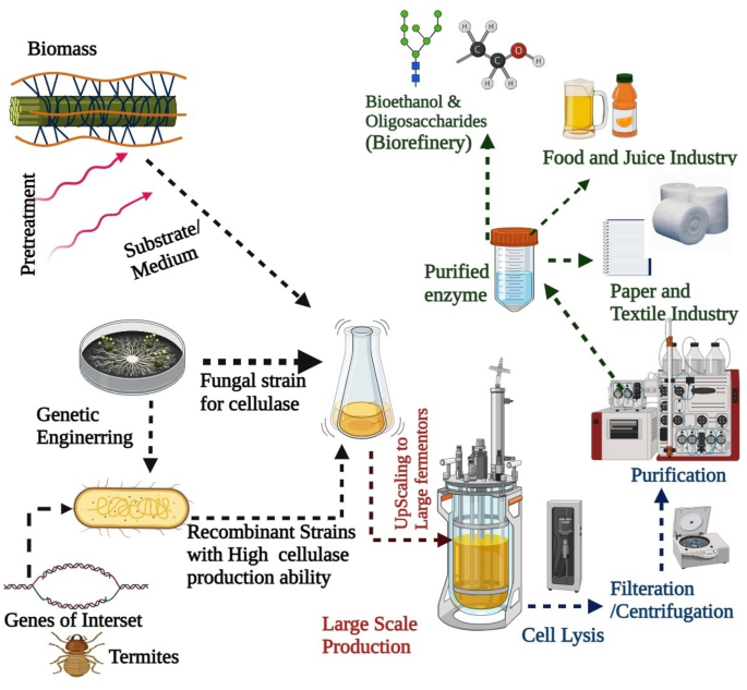 Current perspective on production and of microbial cellulases: a review Bioresources and Bioprocessing | Full Text