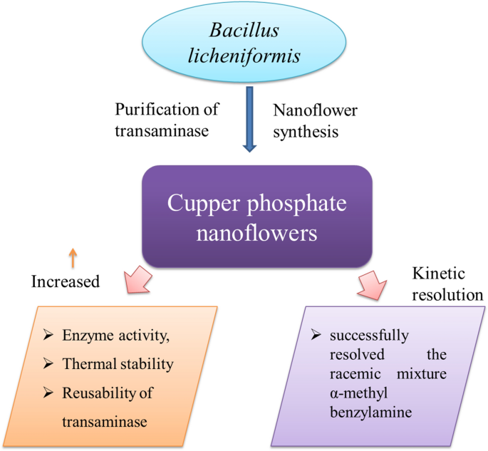 Immobilization of transaminase from Bacillus licheniformis on copper  phosphate nanoflowers and its potential application in the kinetic  resolution of RS-α-methyl benzyl amine | Bioresources and Bioprocessing |  Full Text