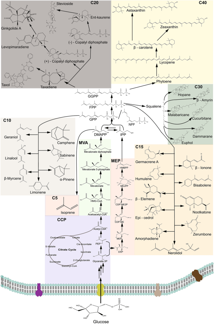 Metabolic engineering of Deinococcus radiodurans for pinene