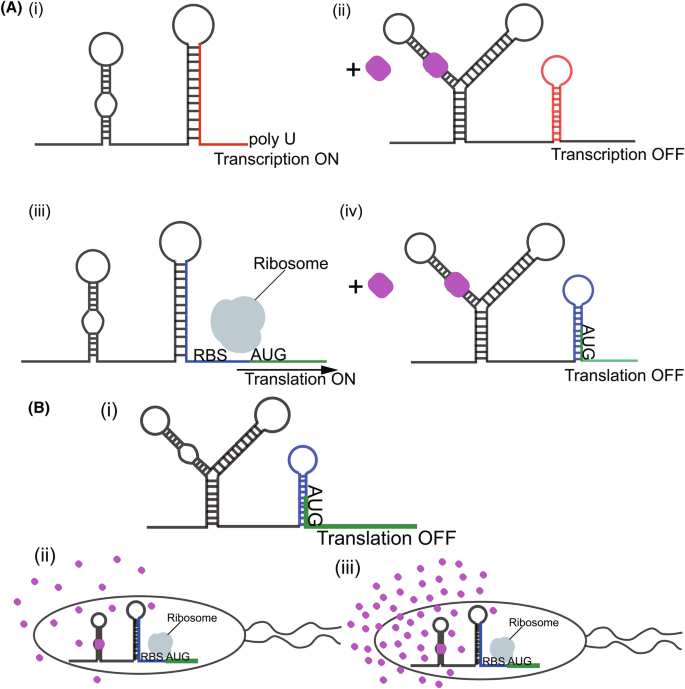 Metabolic engineering of Deinococcus radiodurans for pinene