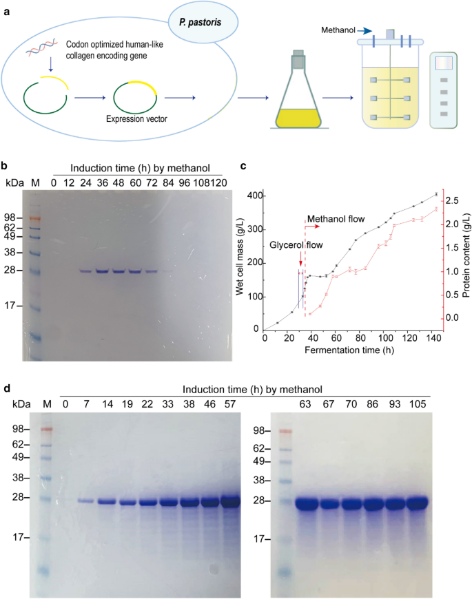 Identification and tentative removal of collagen glue in