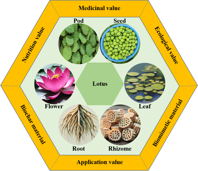 Lotus (Nelumbo nucifera): a multidisciplinary review of its 