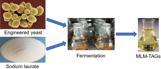 Enhanced synthesis of 1, 3-medium chain-2-long chain triacylglycerols by  engineered Saccharomyces cerevisiae | Bioresources and Bioprocessing |  Springer Nature Link