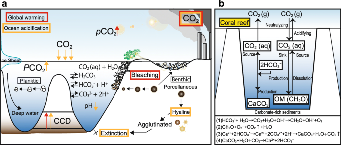 Perspective On The Response Of Marine Calcifiers To Global Warming And Ocean Acidification Behavior Of Corals And Foraminifera In A High Co2 World Hot House Progress In Earth And Planetary Science