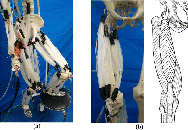 Musculoskeletal lower-limb robot driven by multifilament muscles | ROBOMECH  Journal | Full Text