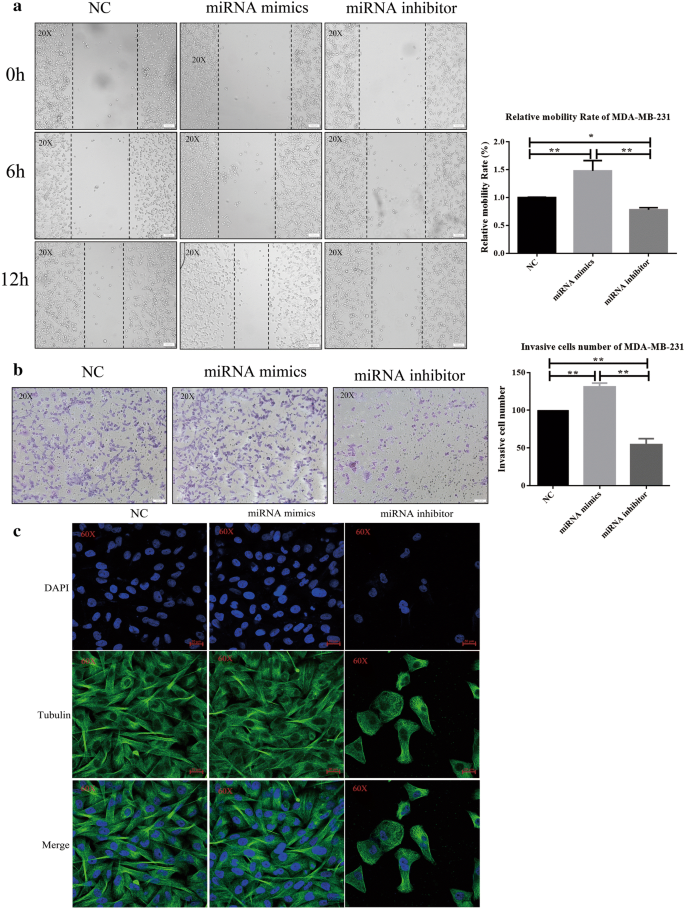 Mir 29b 3p Promotes Progression Of Mda Mb 231 Triple Negative Breast Cancer Cells Through Downregulating Traf3 Biological Research Full Text