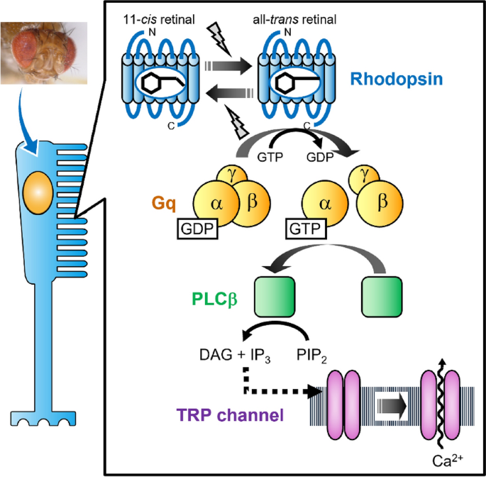 Opsyn Discovery and design of photocyclic animal opsins: potential ...