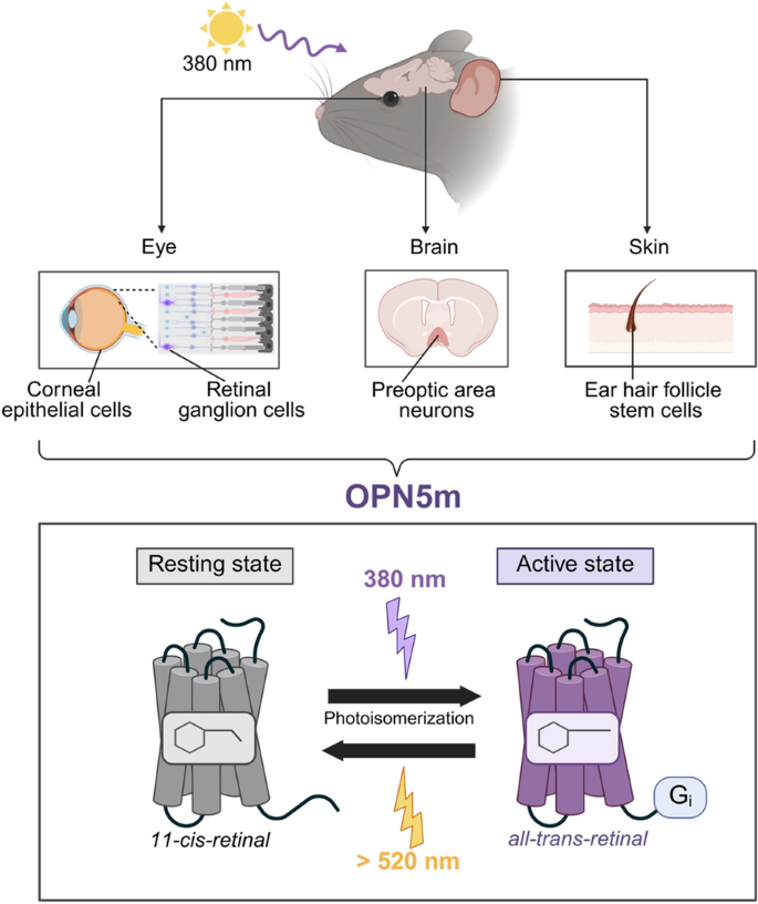 The physiological functions of OPN5m | Eye and Vision | Springer Nature ...
