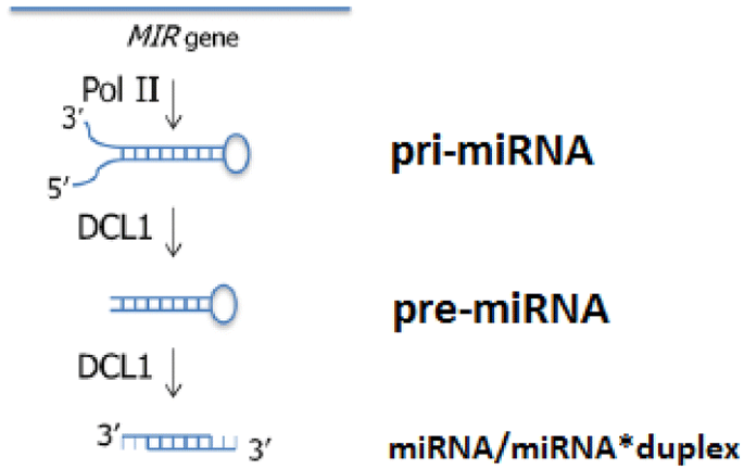Mirna microRNA Extraction