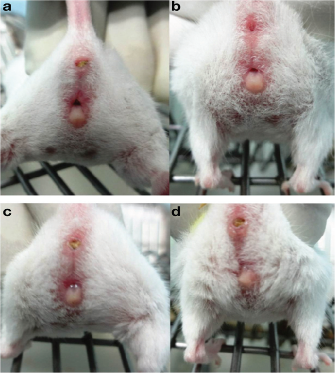 Staging of the estrous cycle and induction of estrus in experimental  rodents: an update | Fertility Research and Practice | Full Text