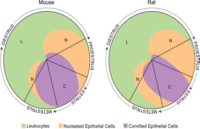 Staging of the estrous cycle and induction of estrus in experimental  rodents: an update | Fertility Research and Practice | Full Text