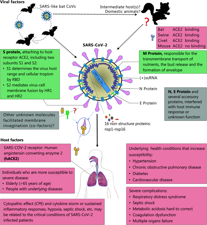 The Origin Transmission And Clinical Therapies On Coronavirus Disease 19 Covid 19 Outbreak An Update On The Status Military Medical Research Full Text