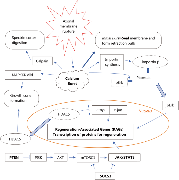 neural regeneration research figure 2