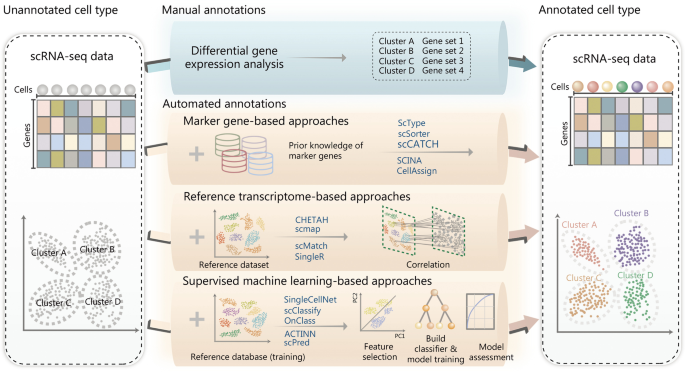Data analysis guidelines for single-cell RNA-seq in biomedical 