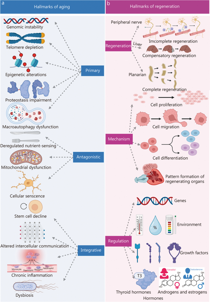aging research reviews figure 1