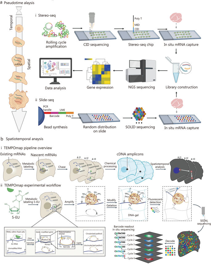 aging research reviews figure 3